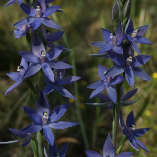 Thelymitra macrophylla